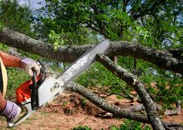 How Our Tree Care Process Works  in Belpre, OH